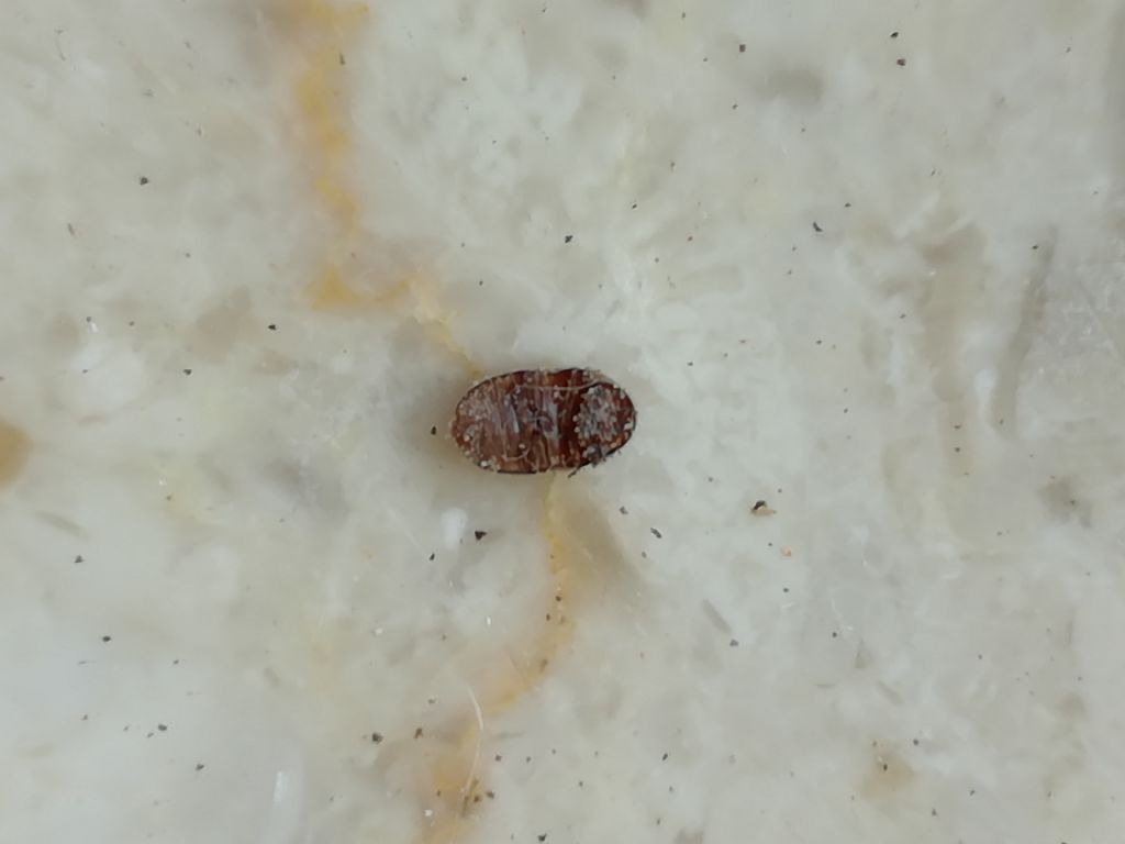 Alga azzurra, oscillatoria?